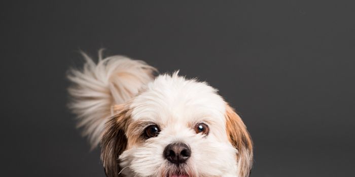 Close up photo of a dog facing the camera.